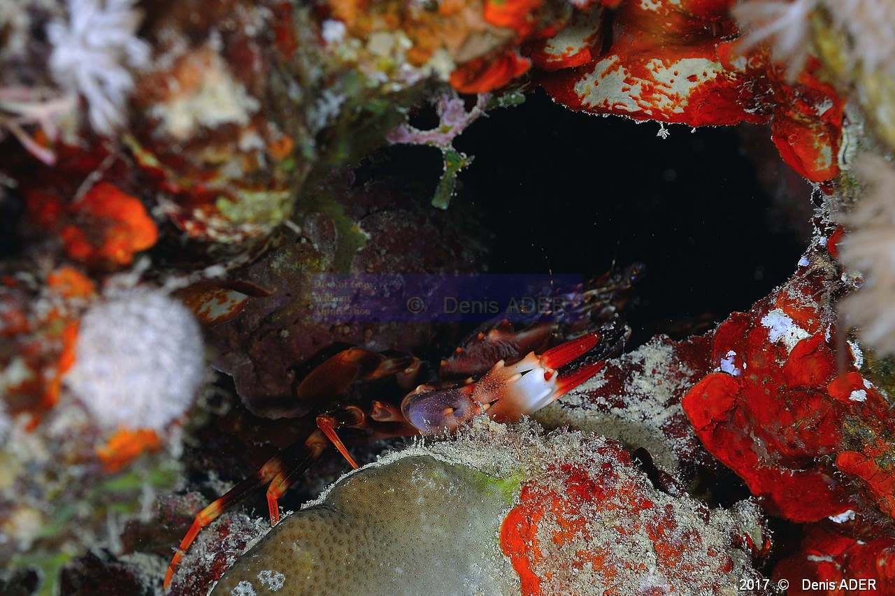 Charybdis paucidentata crabe nageur a petites dents-Safaga Coral Beach-15m-20171123nuit-Denis-ADER-DSC_3707_tn.jpg
